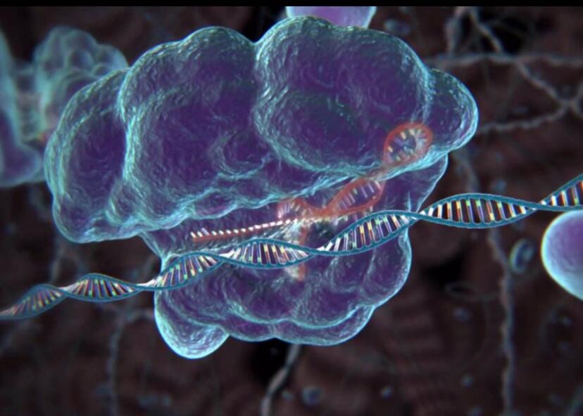 Crispr-cas9基因编辑技术优化新方案