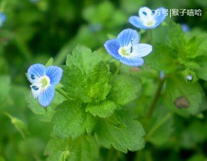 农村遍地都是的“蓝星星”，加白酒喝能补肾强(图2)