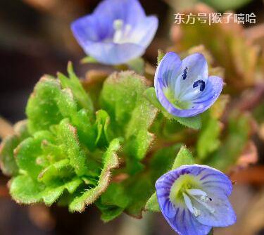 农村遍地都是的“蓝星星”，加白酒喝能补肾强(图3)