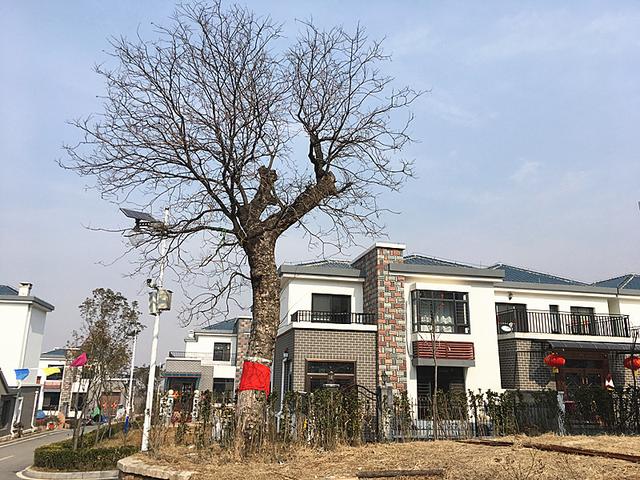 城阳有个青岛版“华西村”，户户有轿车、家家(图6)