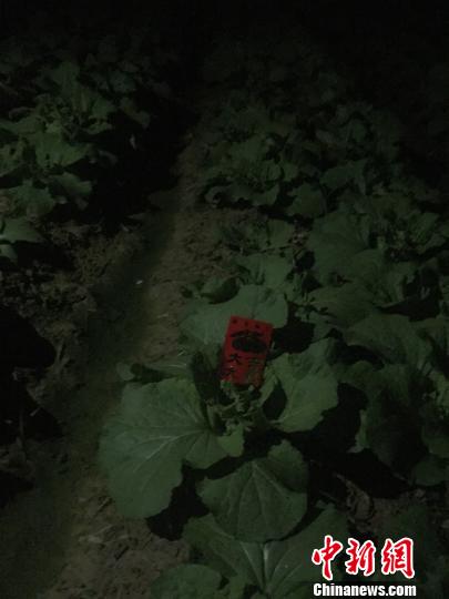 元宵节“偷青”民俗变偷菜 专家吁莫让习俗变味(图1)