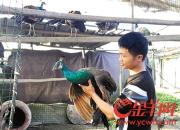 东莞一小伙公开售卖肉食孔雀 市民质疑其行为是